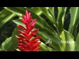 Tropical Flower 1 403